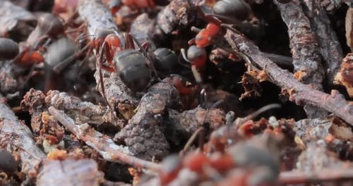 Ant close-up in the wild.