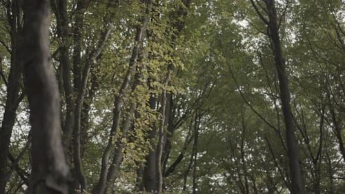 An autumnal forest in North West England with yellow leaves and trees
