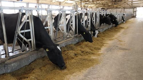 A Large Hangar with Cows That Eat Hay Standing in a Row in a Stall