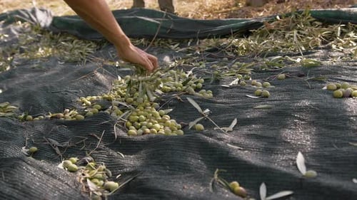 Harvesting of Olives for the Extra Virgin Oil