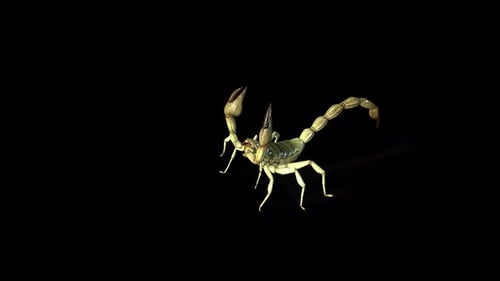 Animated Realistic Scorpion Walking on Black