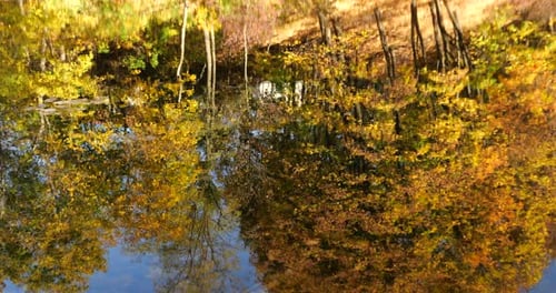 Forest lake in autumn. Reflection of trees in the water.