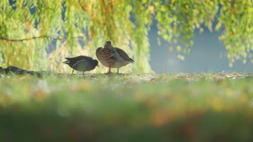 Ente und kleiner schwarzer Vogel auf Gras unter hängenden grünen Ästen in ruhiger Umgebung