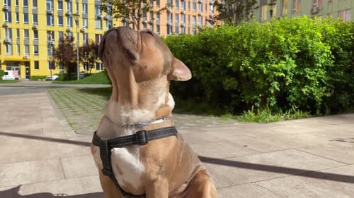 Tan Bulldog Dog Receives Treat From Person