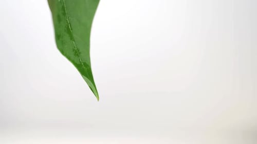 Water Droplet Falling from a Vibrant Green Leaf