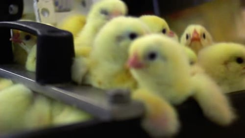 Small Chickens on Production Line at Chickens Farm/Baby Chickens Farm/Baby Chicks On
