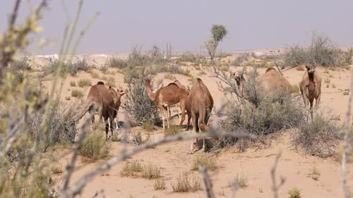 Group of Middle Eastern Camels in the Desert in Abu Dhabi UAE