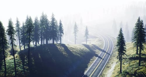 Estrada enevoada serpenteando entre árvores altas em uma paisagem florestal serena