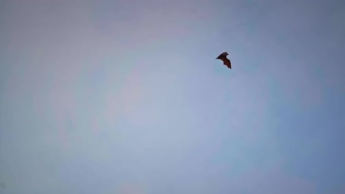Ein Vogelschwarm fliegt vor dem Hintergrund der Wolken bei Sonnenuntergang