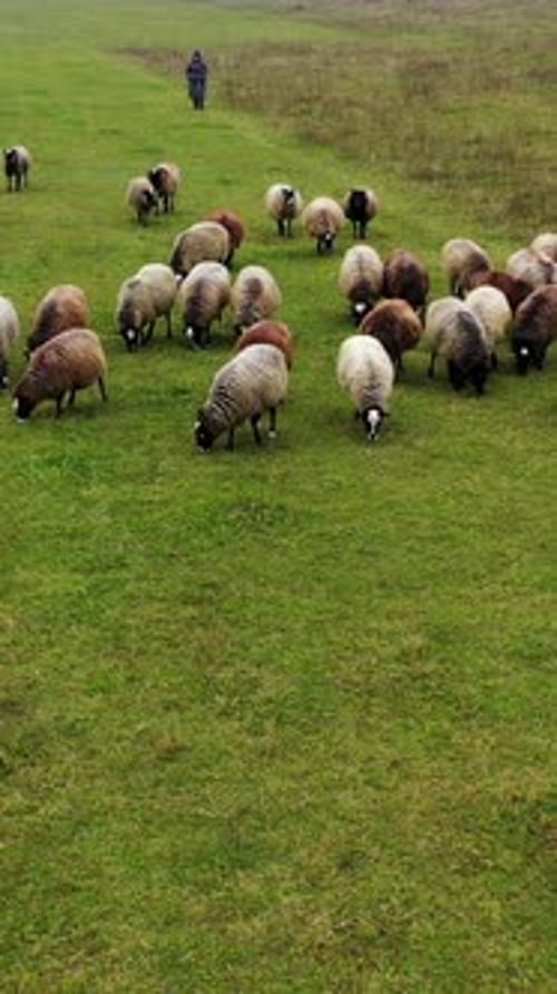 Flock of sheep walking on pasture. Beautiful brown and white sheep grazing on field.