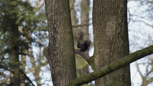 Squirrel sits on branch and prepares to eat, looks around, then moves behind the tree trunk. Slow mo