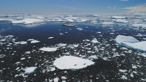Crabeater Seal Family Lies Iceberg Aerial View
