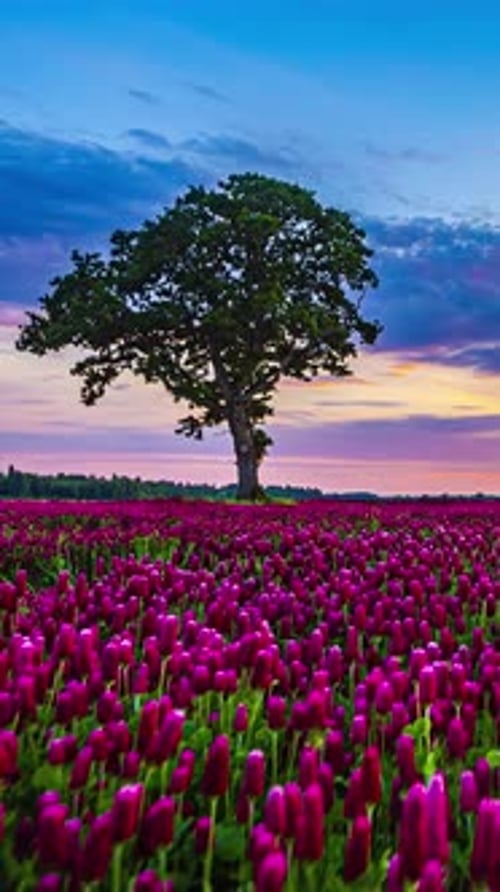 Tulip field and lone tree.