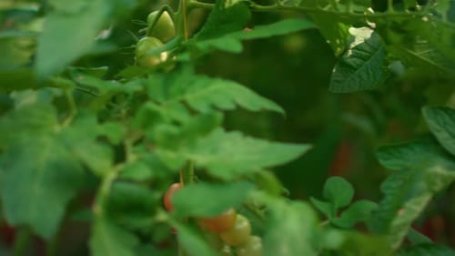 Organic Tomatoes Ripening in Greenhouse Modern Agronomy Technology. Close Up Natural Vegetables