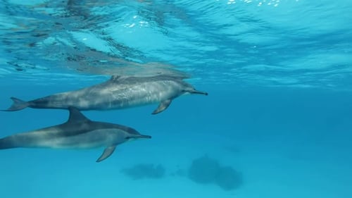 Large group of dolphins swimming over sand seabed, Slow motion, Close-up