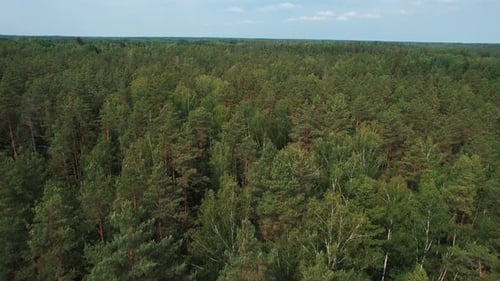 Aerial View of Panorama of Summer Landscape and Tops of Pines in Forest Concept Recreation on Nature