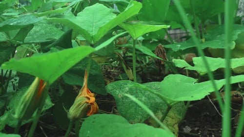 Herausziehende Nahaufnahme eines Gartens mit Blättern und Tellerblumen.