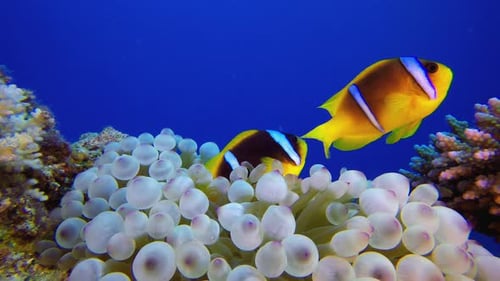 Clownfish Coral Garden