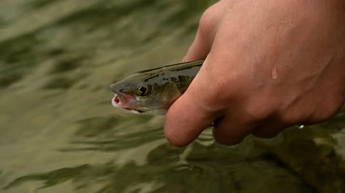 A Man's Hand Releases A Fish Into The Sea