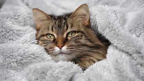 Cute Tabby Cat Lies Wrapped in a Blanket Concept of Adorable Pets