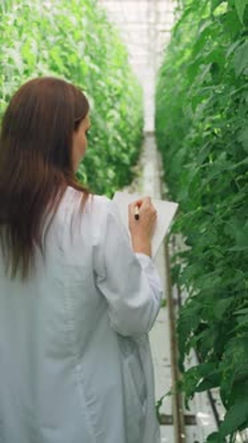 Eco Business Organic Food Concept A Greenhouse Worker in a White Lab Coat Controls the Growth of