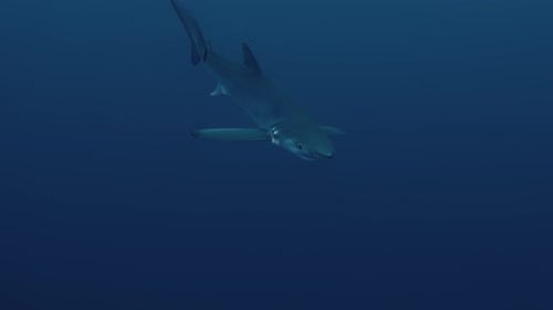 Large Blue Shark swallows fish and chews before swimming close to the diver underwater in slow motio