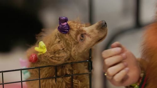 Cute Miniature Poodle Getting Affection From Owner