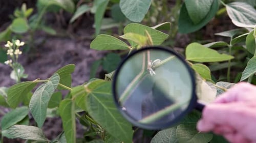 Examining Green Crops with Magnifying Glass in Field