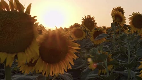 Sunflowers Swaying The Sunset Wind In The Field