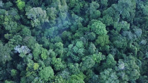 Amazon Rainforest In Peru - aerial drone shot