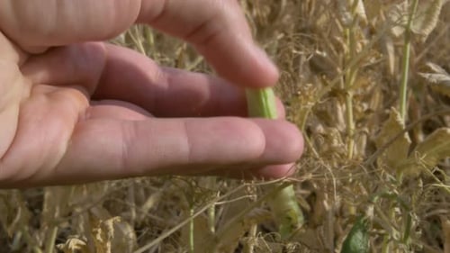 Hand squeezing green pea pod in agriculture field. Crops, bio, natural