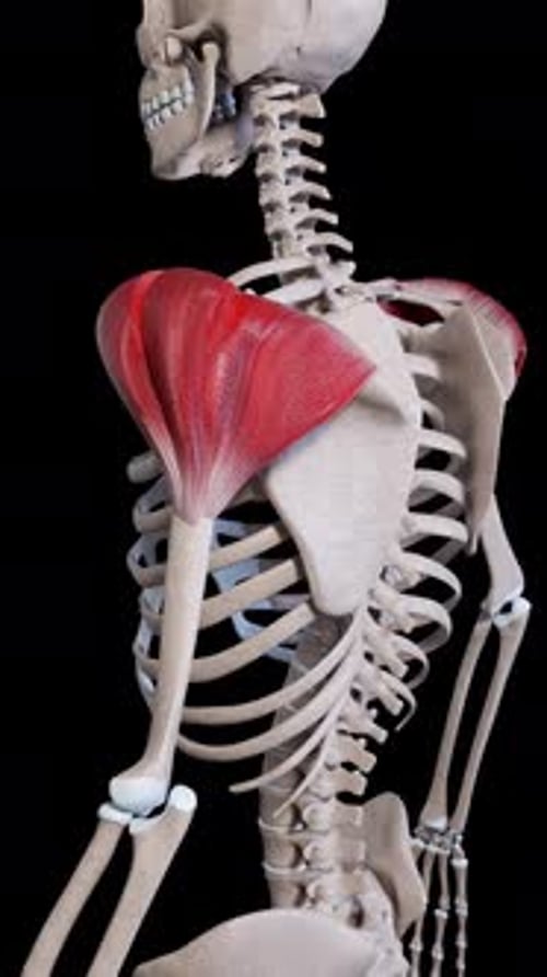 Deltoid Muscle Movement Side View Vertical Video