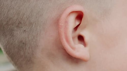 Close Up View of Fair Head and Ear