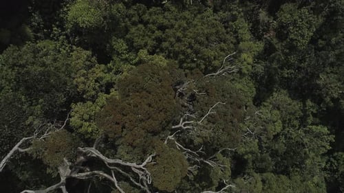 Drone Close up Top angle shot of a jungle the reveal the skyline.