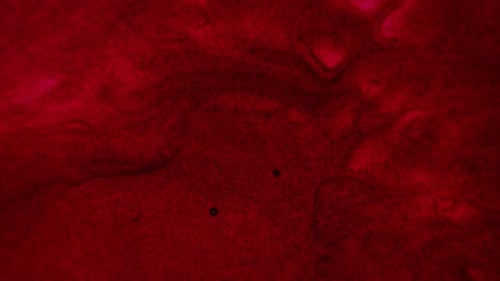 Fluid Red Ink Swirls Abstract Motion Background