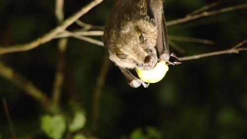 Small Bat Eating Fresh Fruit