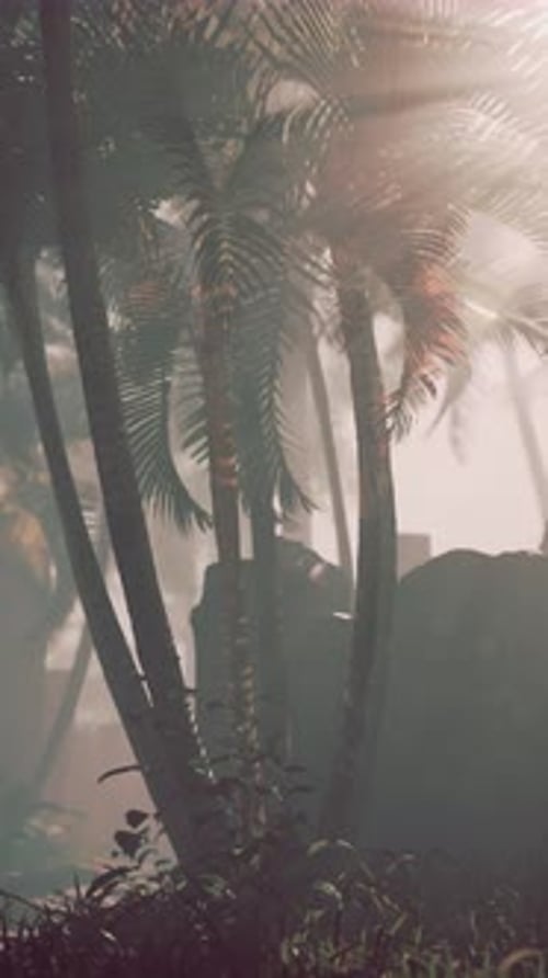 Palm Tree With Mountain Background