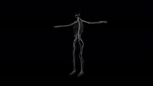 Anatomy of nervous system in human body on black background