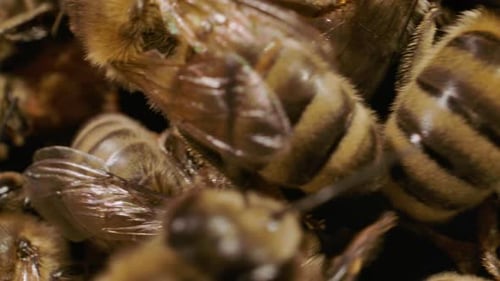 Insects Macro - Macro slider of honey bees in a hive working