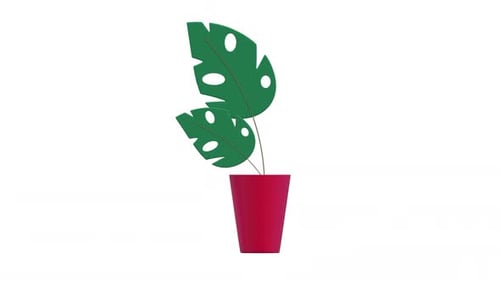 Rotating 3D Monstera Plant in Red Pot Animation