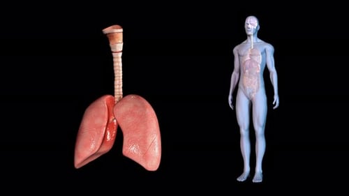 3D Human Lungs Breathing Animation with Respiratory System Highlight
