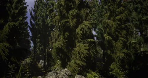 Lush Green Coniferous Forest with Tall Trees and Natural Rock Formations