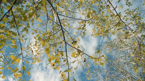 Forest Tranquility in a View Up Through Leafy Branches