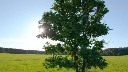 Flight near the lonely tree in a green summer field during sunset