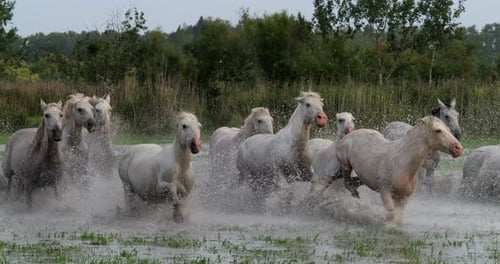 Camargue-Pferd, Herde, die durch den Sumpf trabt oder galoppiert, Saintes Marie de la Mer in der Camargue