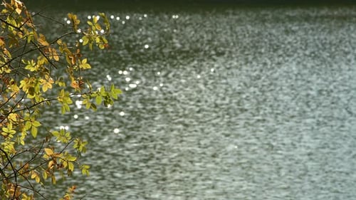 Grüne Baumblätter und glitzerndes Seewasser