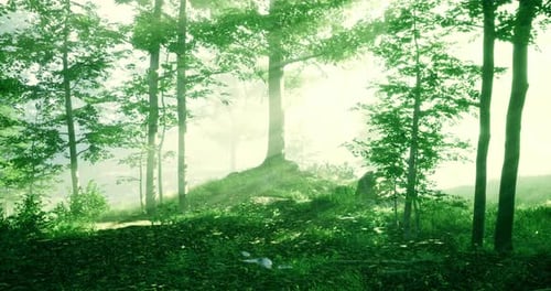 Sunlight Filters Through Trees in a Serene Forest at Dawn