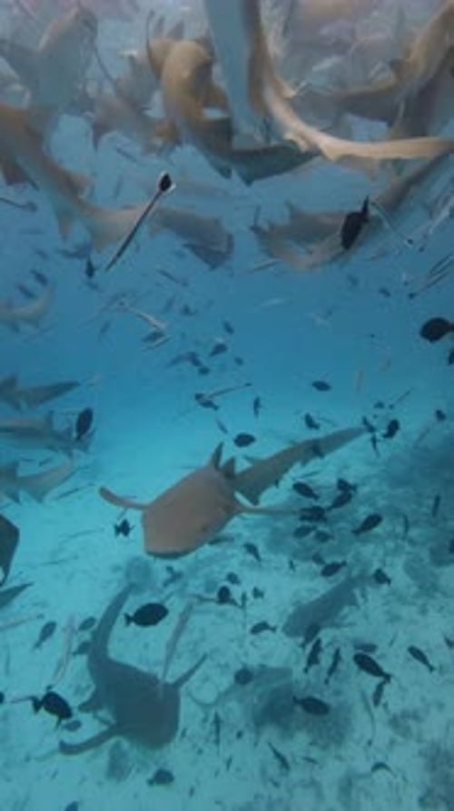 Nurse Sharks Underwater with Tropical Fishes Swims in Blue Ocean at Maldives Sharks in Tropical Sea
