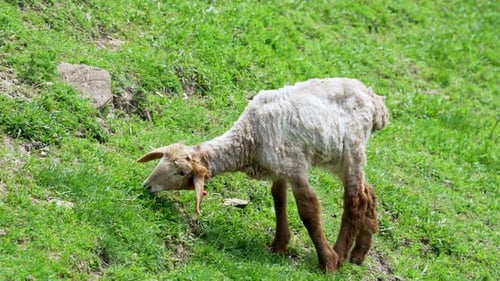 Flock of Sheep Grazing in Mountain Meadow During Sunny Day