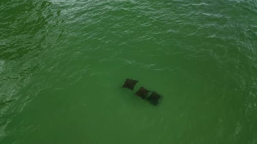 Des raies manta nageant dans le golfe du Mexique